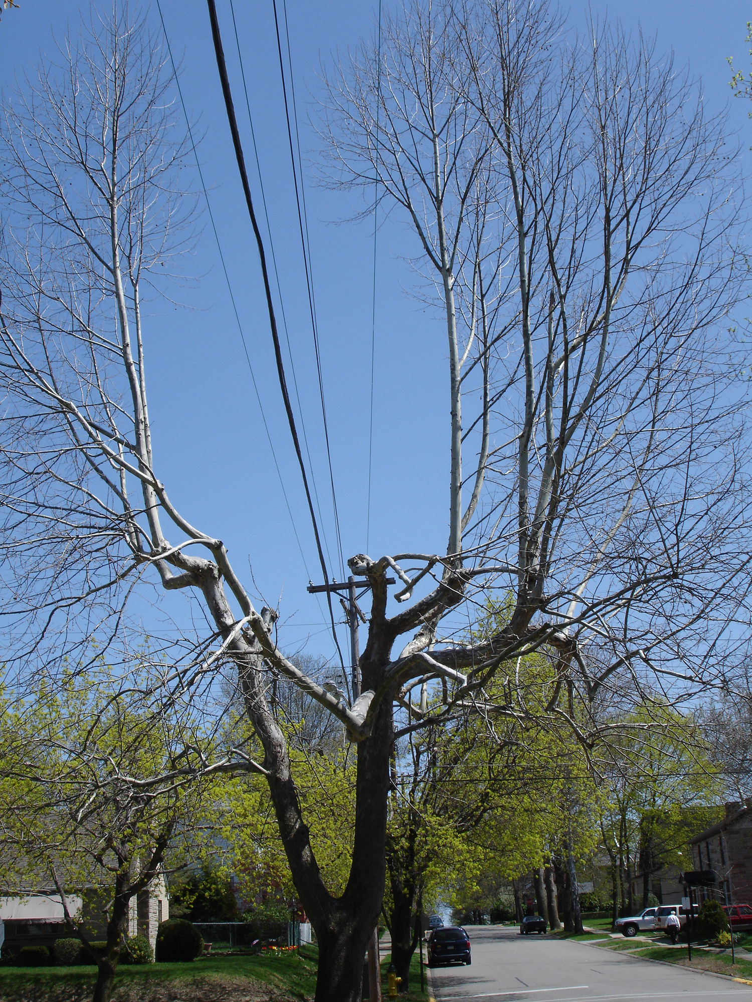 Distribution Pruning Example - After / Cleared