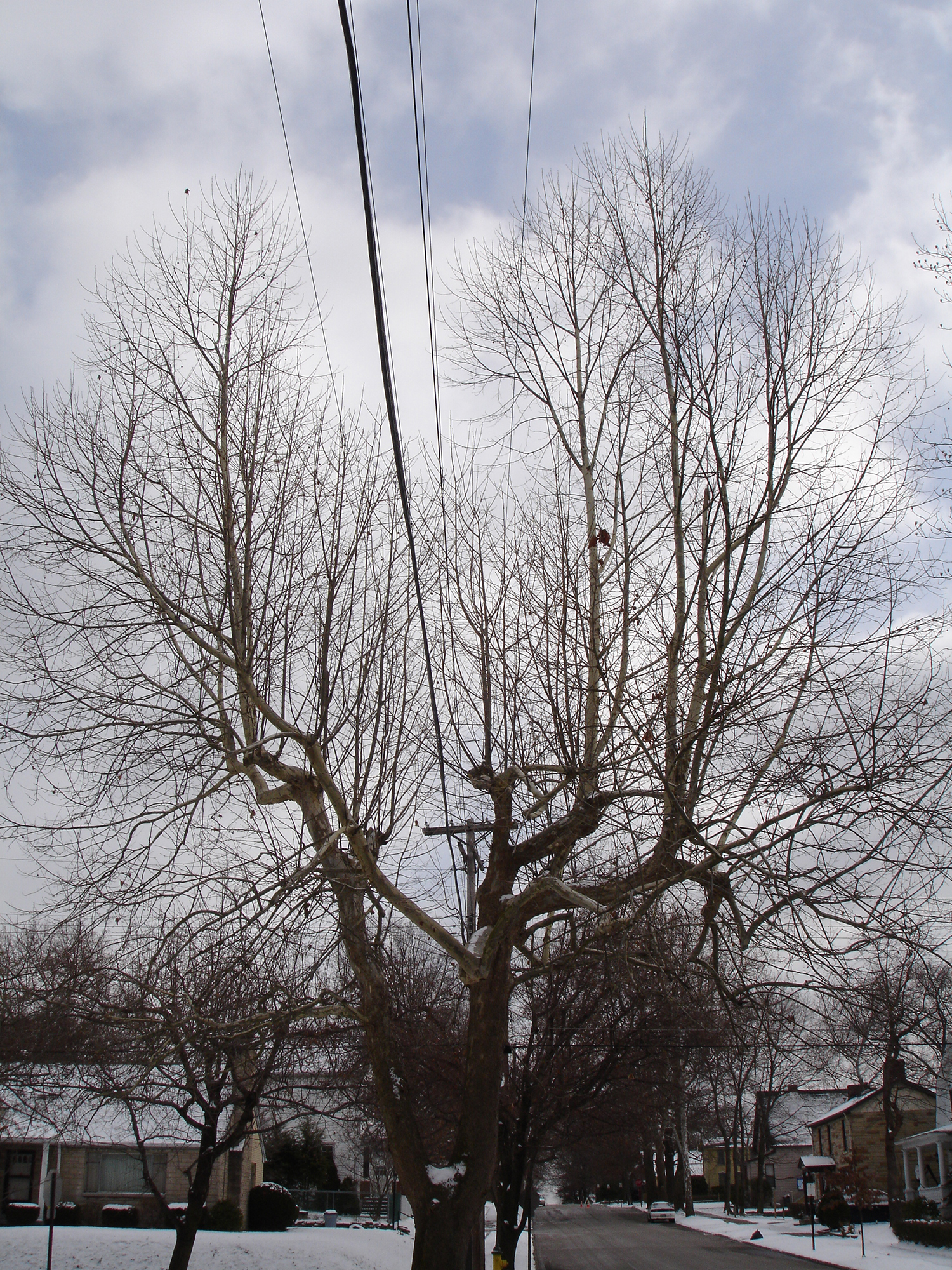 Distribution Pruning Example - Before