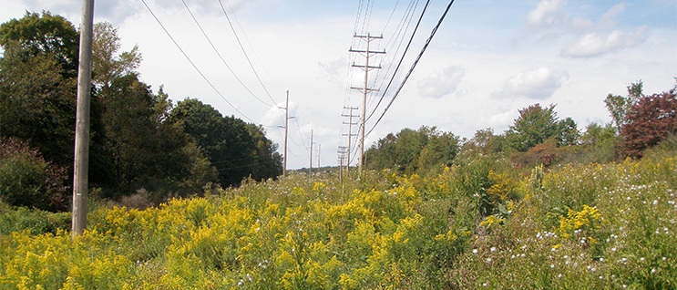 Transmission Vegetation Management